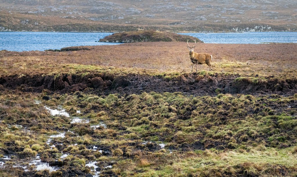 Peatlands in Scotland with a red deer