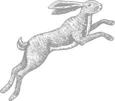 A hare illustration
