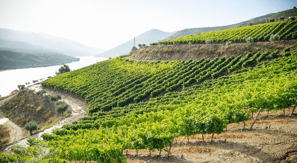 Port grapes growing in the Douro valley
