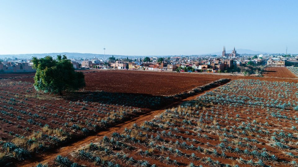 A field in Mexico with rows of blue agave plants growing in it.