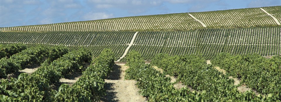 The chalky albariza soil of the sherry region (photo courtesy of Gonzalez Byass)
