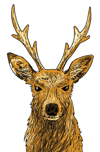 Deer