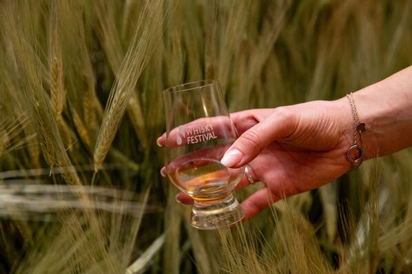 whisky in a tasting glass held beside barley growing in a field