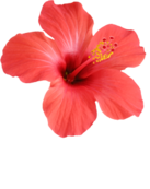 Hibiscus flower