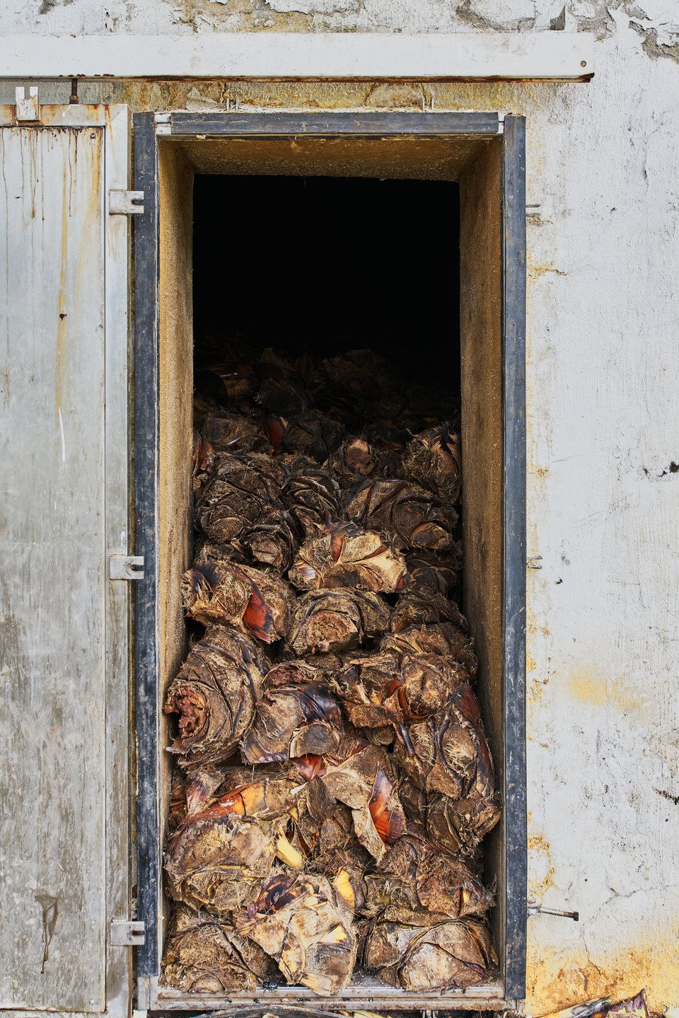 The view of a doorway into a large stone oven that's full of cooked agave.
