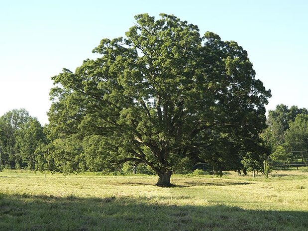 American Oak tree