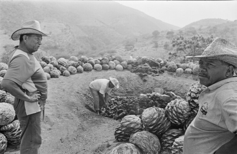 Agave being harvested