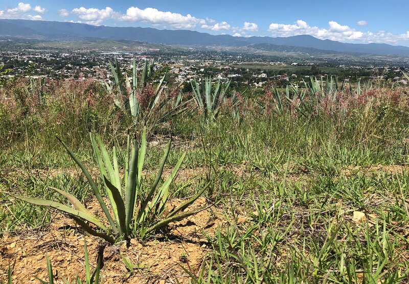 Agave growing wild in Mexico
