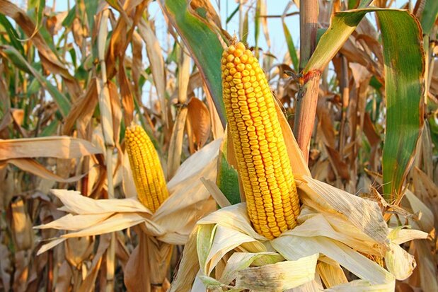 Corn field