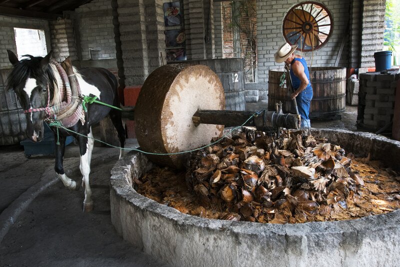 Agave being crushed