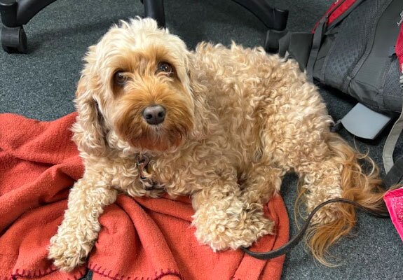 Manny's dog in the office