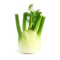Fennel