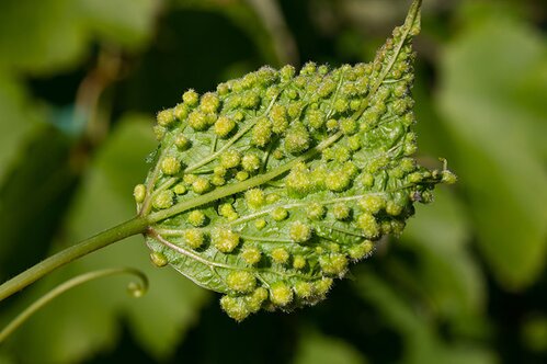 Phylloxera