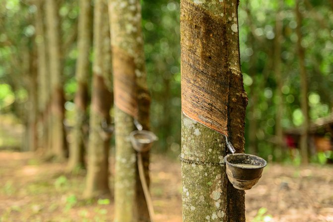 Natural latex being harvested from rubber trees