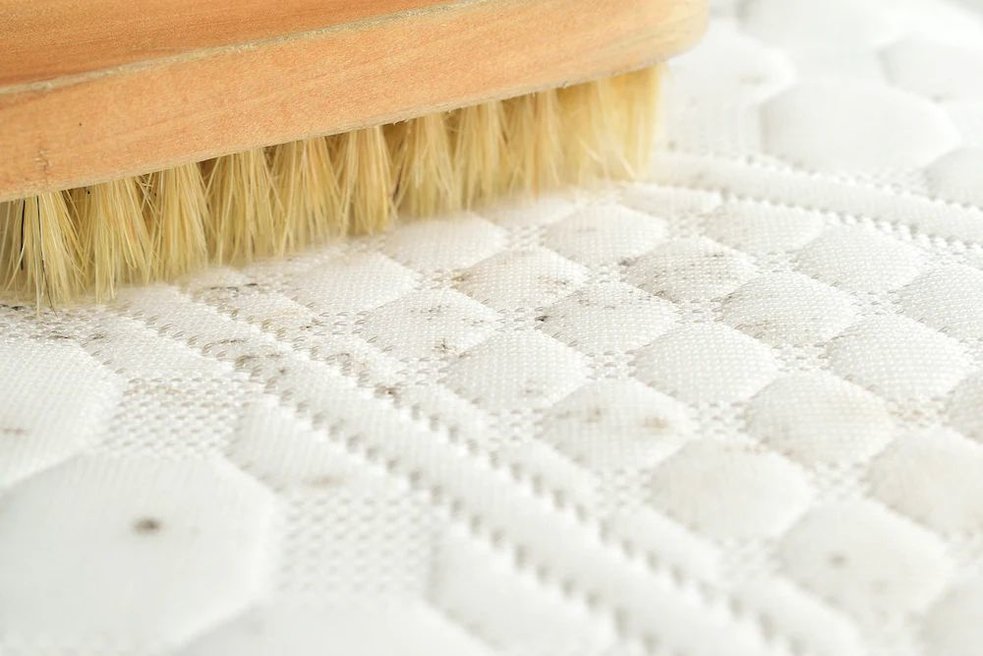Brush scrubbing mold on a mattress