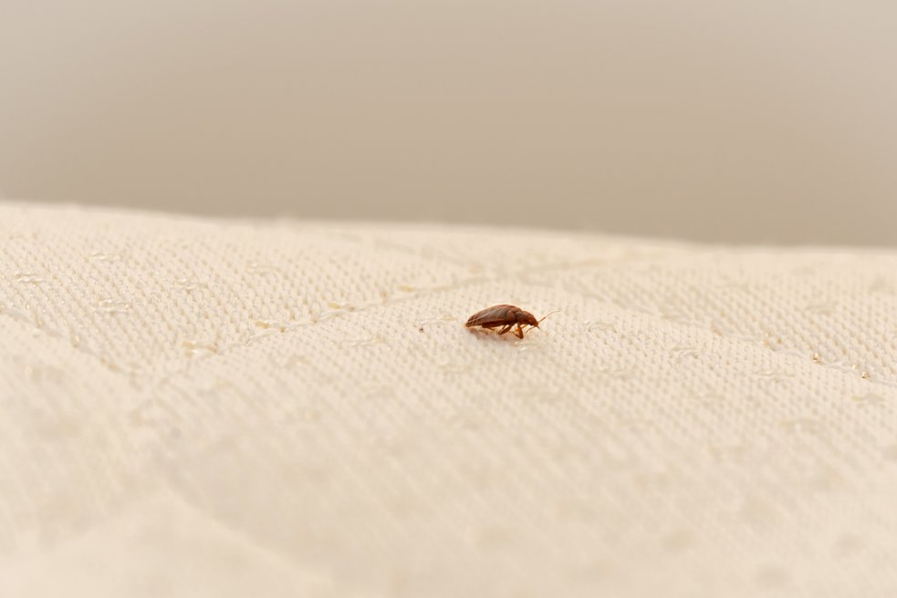 Close-up of a bed bug on a mattress