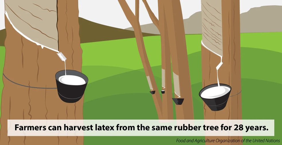 Illustration showing latex being tapped from rubber trees