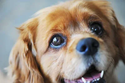 Close-up of adorable Cavalier King Charles Spaniel with expressive eyes, representing the loving pets Skyway Animal Hospital cares for in St. Petersburg FL