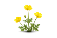Buttercups