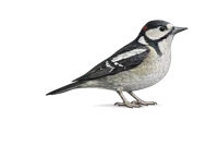 Great Spotted Woodpecker