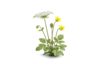 Wood Avens