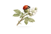 Seven-spot Ladybird