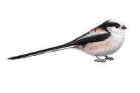 Long-tailed Tit