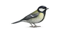 Great Tit
