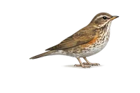 Redwing