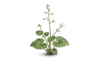 Enchanter's Nightshade
