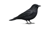 Carrion Crow