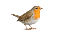 Robin