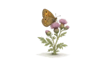 Speckled Wood Butterfly