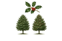 Holly