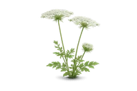 Queen Anne's Lace
