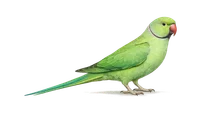 Ring-necked Parakeet