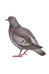 Stock Dove