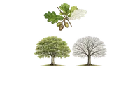 Oak