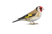 Goldfinch