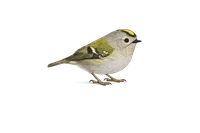 Goldcrest