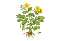 Celandine
