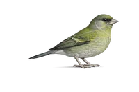 Greenfinch