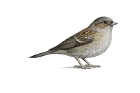 Dunnock