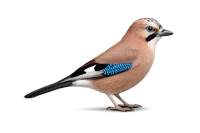Jay
