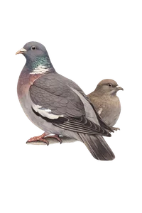 Woodpigeon
