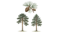 Pine