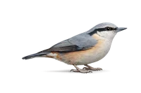 Nuthatch