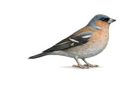 Chaffinch