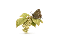 Holly Blue Butterfly