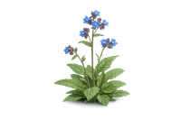 Alkanet